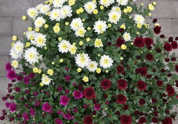 Chrysanthemum multiflora