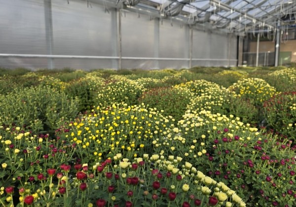 Chrysanthemum multiflora