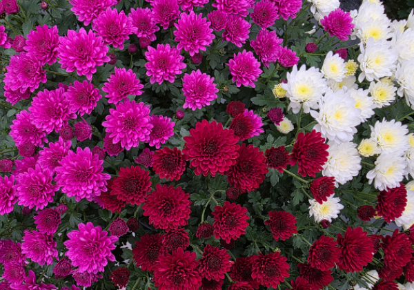 Chrysanthemum multiflora