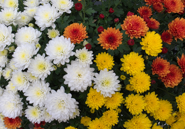 Chrysanthemum multiflora