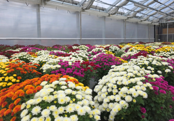 Chrysanthemum multiflora