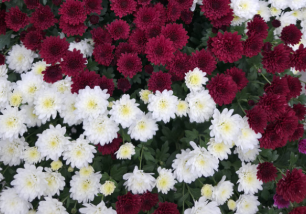 Chrysanthemum multiflora