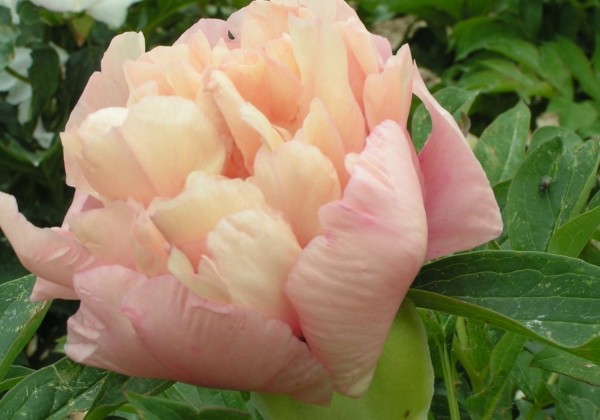 Paeonia intersectional Oochigeas 3/5