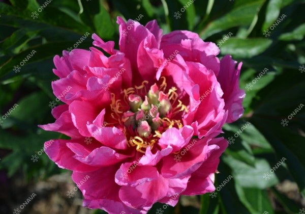 Paeonia intersectional Belle Toulousaine 3/5
