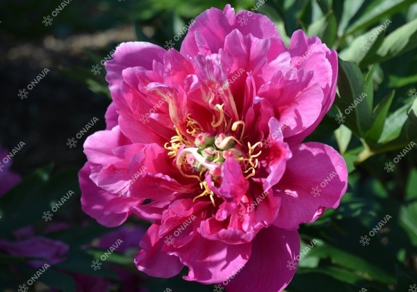 Paeonia intersectional Belle Toulousaine 3/5