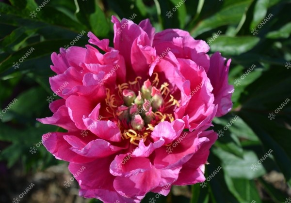 Paeonia intersectional Belle Toulousaine 5/+
