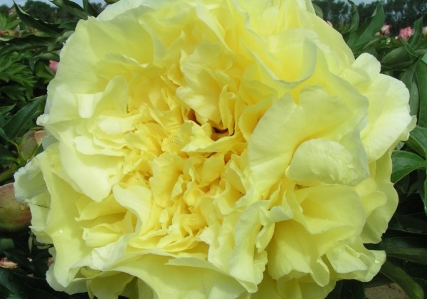 Paeonia intersectional Duchesse de Lorraine 3/5