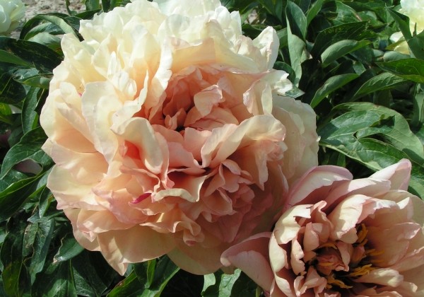 Paeonia intersectional Dance du Feu 3/5