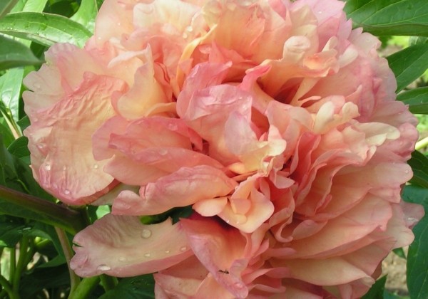 Paeonia intersectional Dance du Feu 3/5