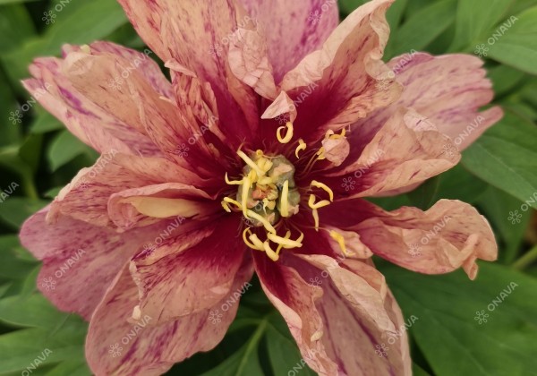 Paeonia intersectional Dance du Feu 3/5