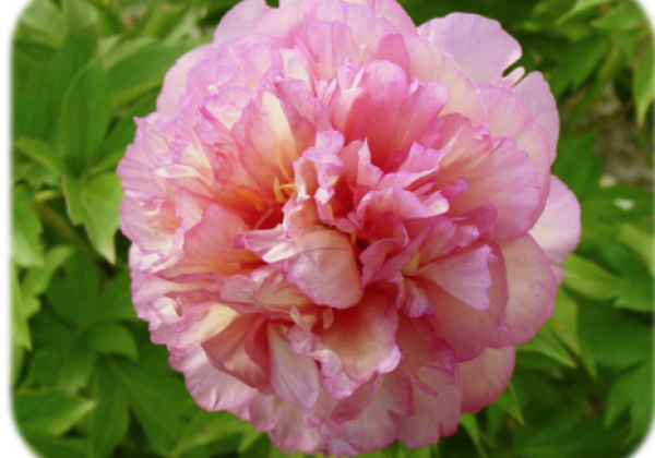 Paeonia intersectional Smith Family Jewel 3/5