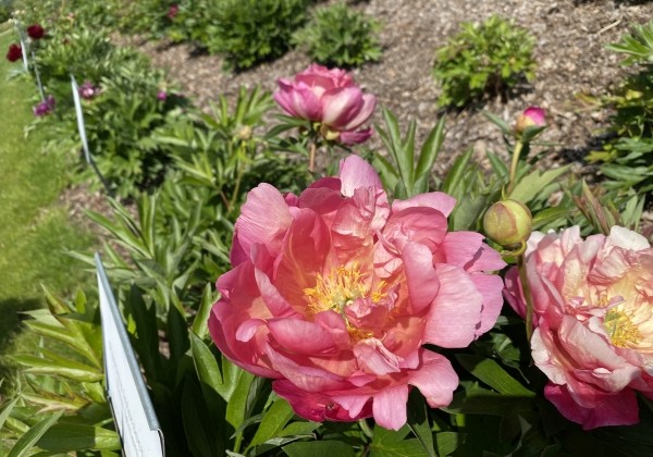 Paeonia intersectional New Millenium 3/5