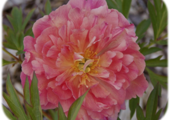 Paeonia intersectional New Millenium 3/5