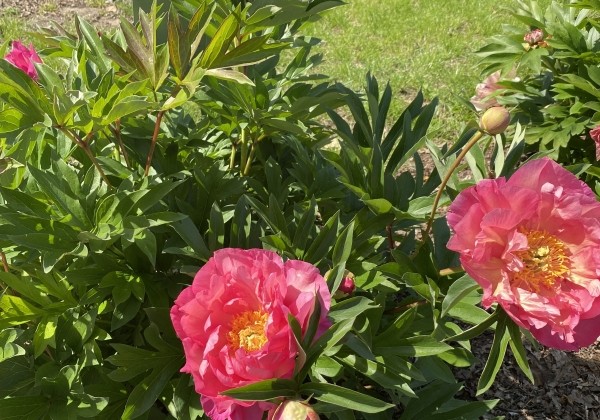 Paeonia intersectional New Millenium 3/5