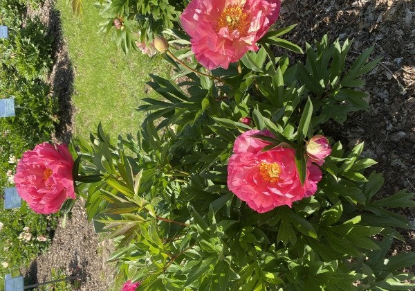 Paeonia intersectional New Millenium 5/+