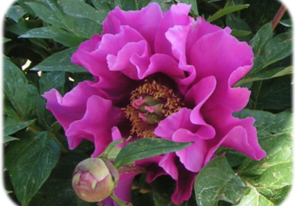 Paeonia intersectional Symphony Pourpre 3/5