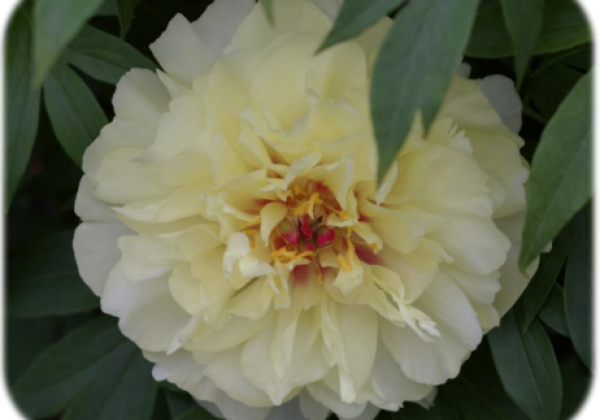 Paeonia intersectional Vanilla Manilla 3/5