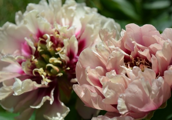 Paeonia intersectional Caroline Constabel 3/5