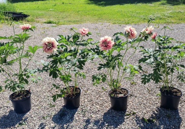 Paeonia intersectional Caroline Constabel 3/5