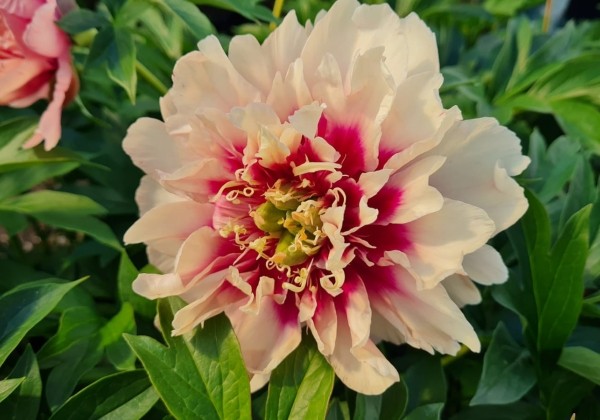Paeonia intersectional Caroline Constabel 3/5