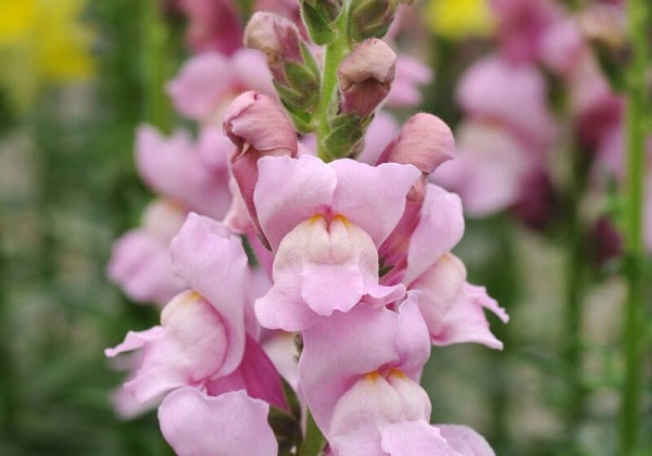 Antirrhinum majus Potomac Lavender