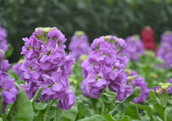 Matthiola incana Centum Lavender