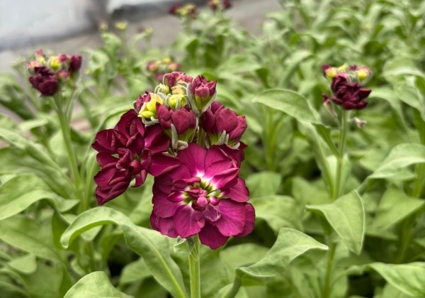 Matthiola incana Centum Violet