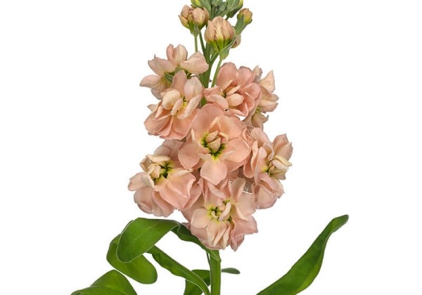 Matthiola incana Milla Salmon