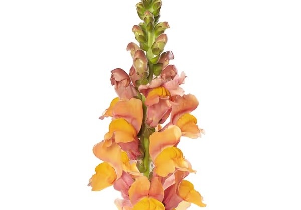Antirrhinum majus Antibes orange