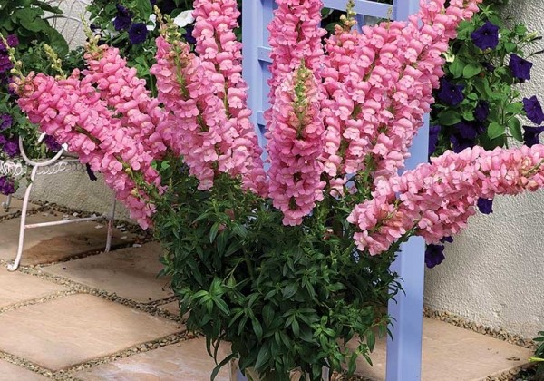 Antirrhinum majus Overture Pink