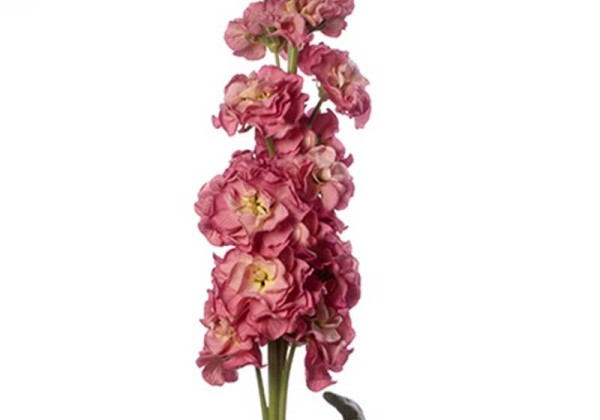 Matthiola incana Stox Antique Rose