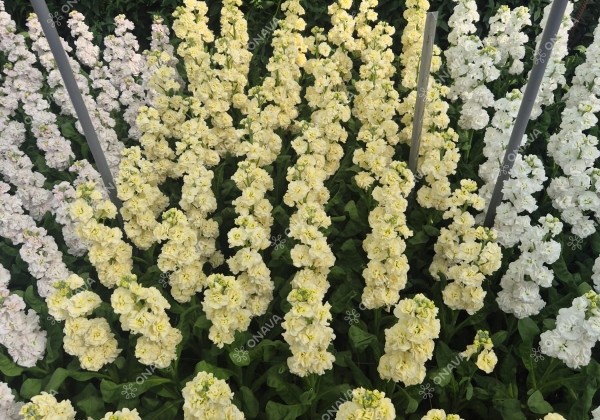 Matthiola incana Stox Yellow