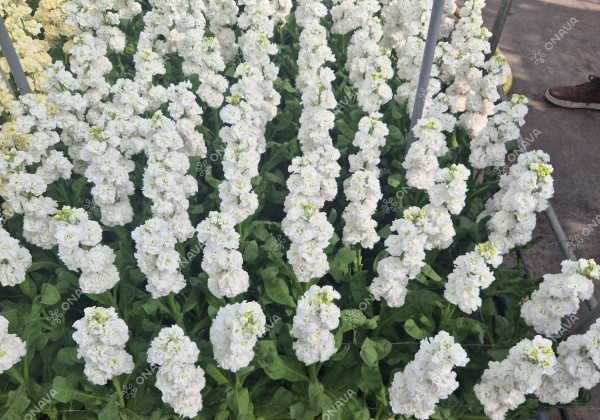 Matthiola incana Stox White