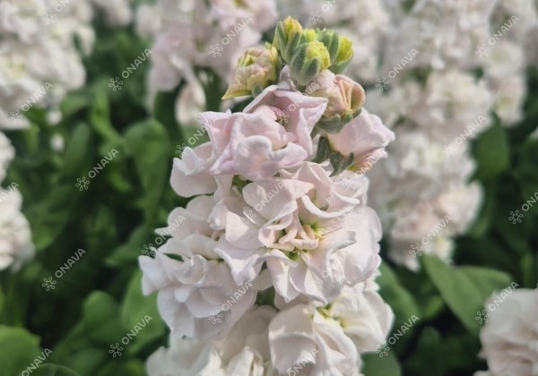 Matthiola incana Stox Silver