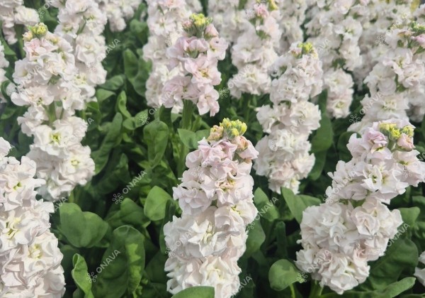 Matthiola incana Stox Silver