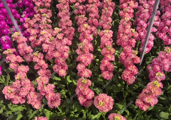 Matthiola incana Stox Rose Pink