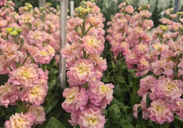 Matthiola incana Stox Champagne