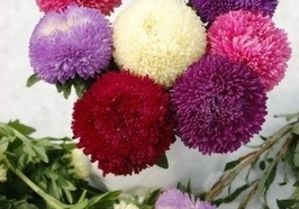 Callistephus chinensis Balloon Mix