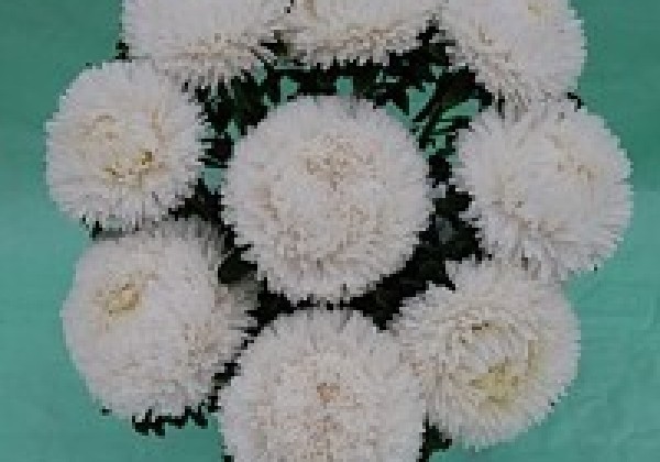 Callistephus chinensis XXL-Syringa White