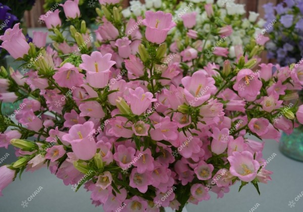 Campanula medium Champion Pink