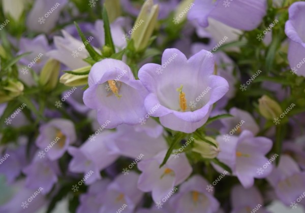 Campanula medium Champion Lavender