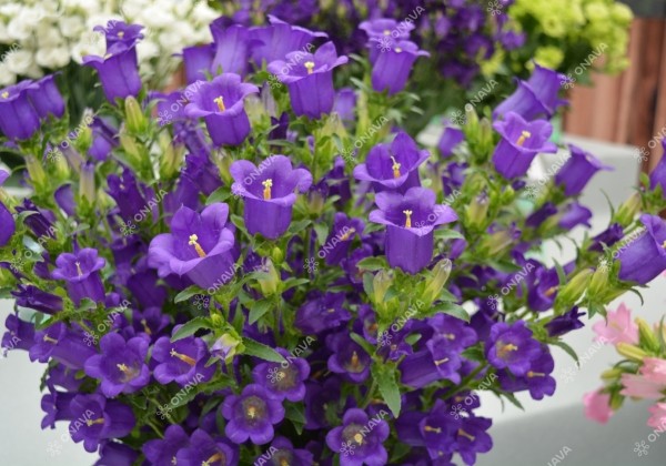 Campanula medium Champion Blue