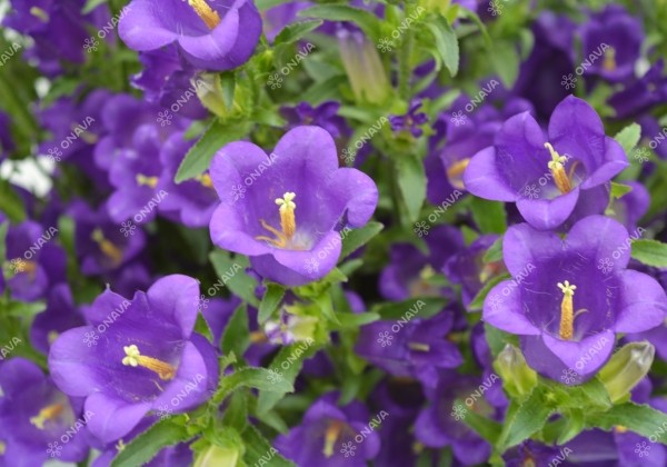 Campanula medium Champion Blue