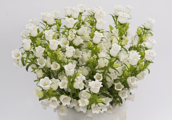 Campanula medium Champion White