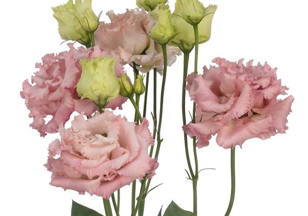 Lisianthus russelianum Alissa 2 Pink imp