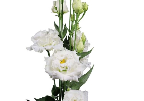 Lisianthus russelianum Alissa 1 Pure White
