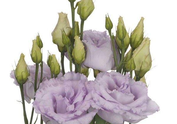 Lisianthus russelianum Alissa 1 Lavender