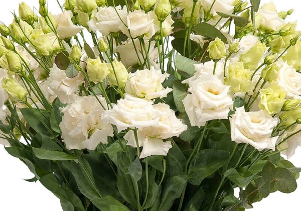 Lisianthus russelianum Alissa white