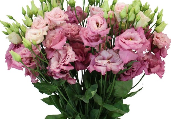 Lisianthus russelianum Alissa Rose
