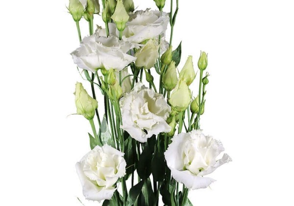 Lisianthus russelianum Alissa II white